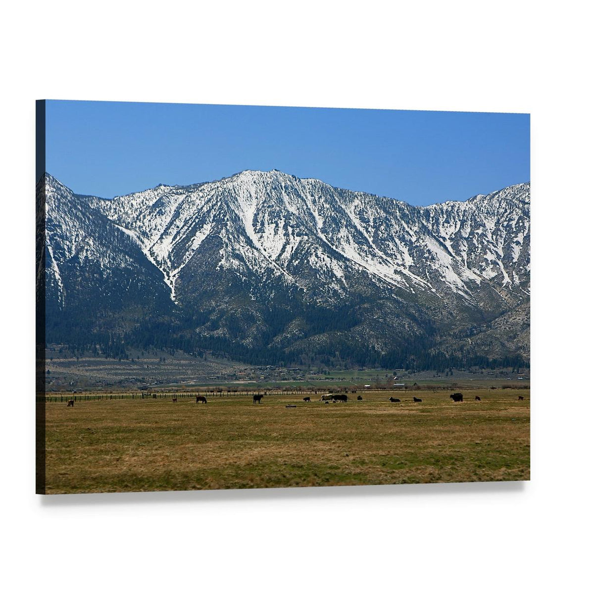 Sierra Mountains Landscape with Cattle Canvas Wall Art, single panel gallery wrapped canvas, angled product view