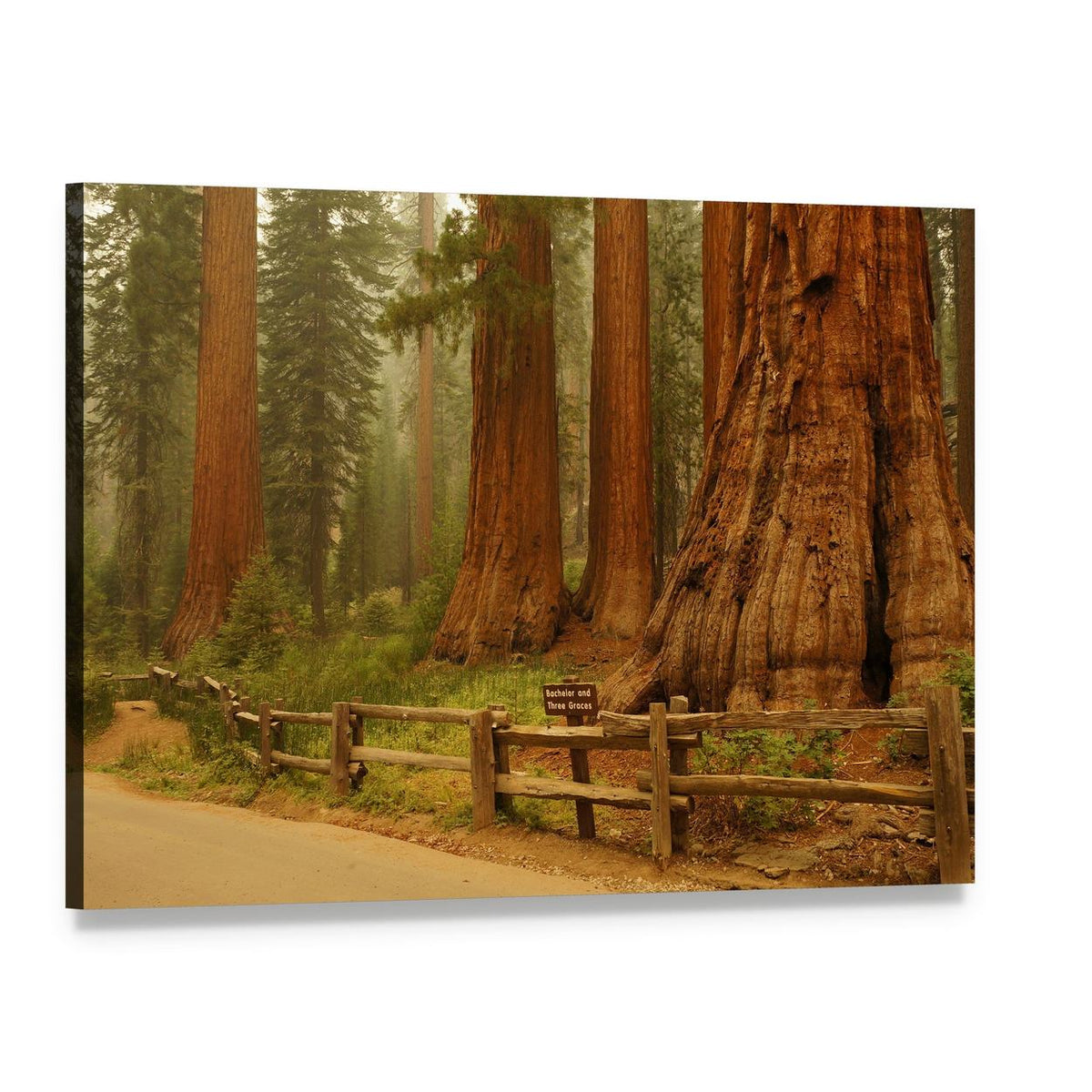 Sequoia National Park Redwood Forest Scene Canvas Wall Art, single panel gallery wrapped canvas, angled product view