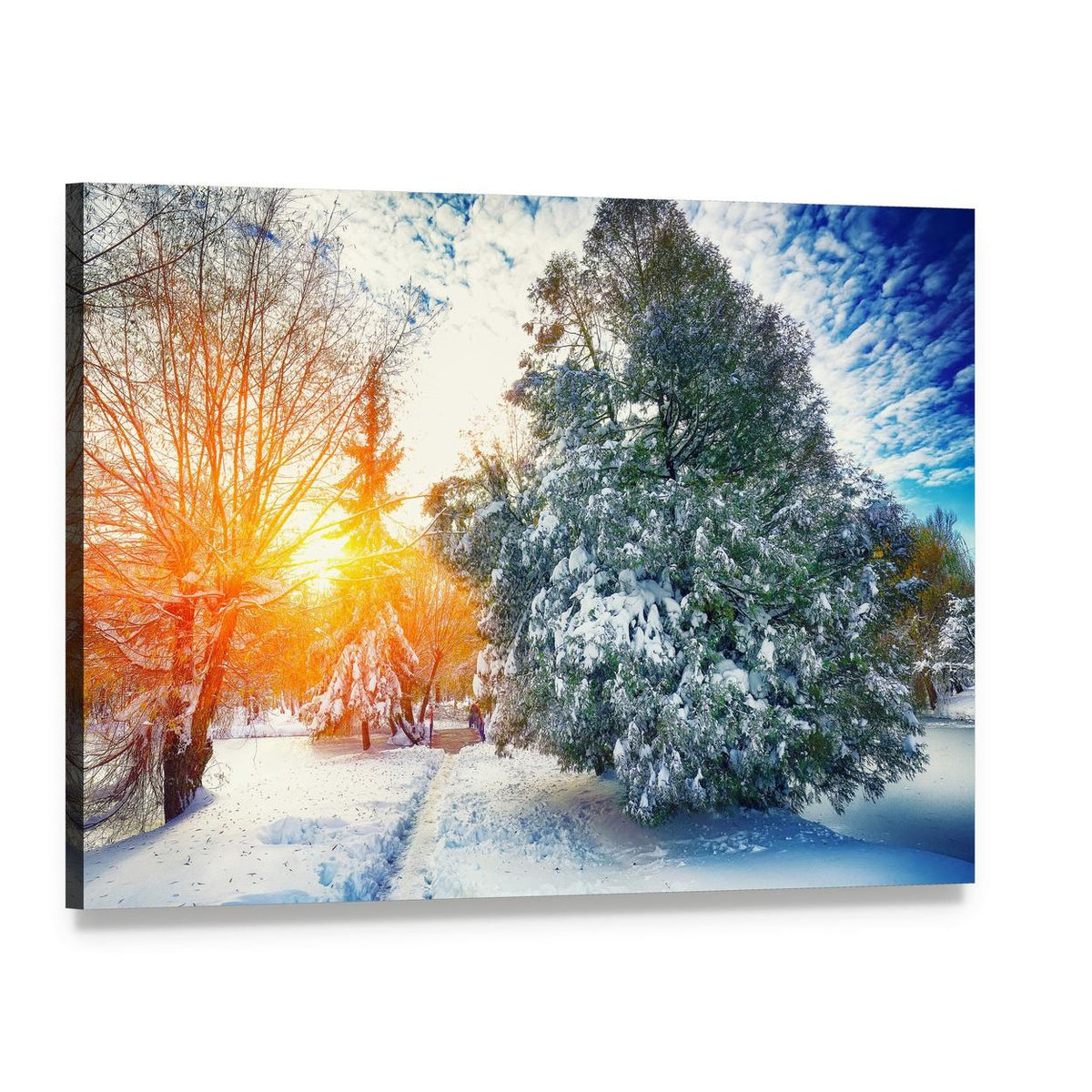 Winter Sunlight Through Snowy Pine Trees Canvas Wall Art, single panel gallery wrapped canvas, angled product view