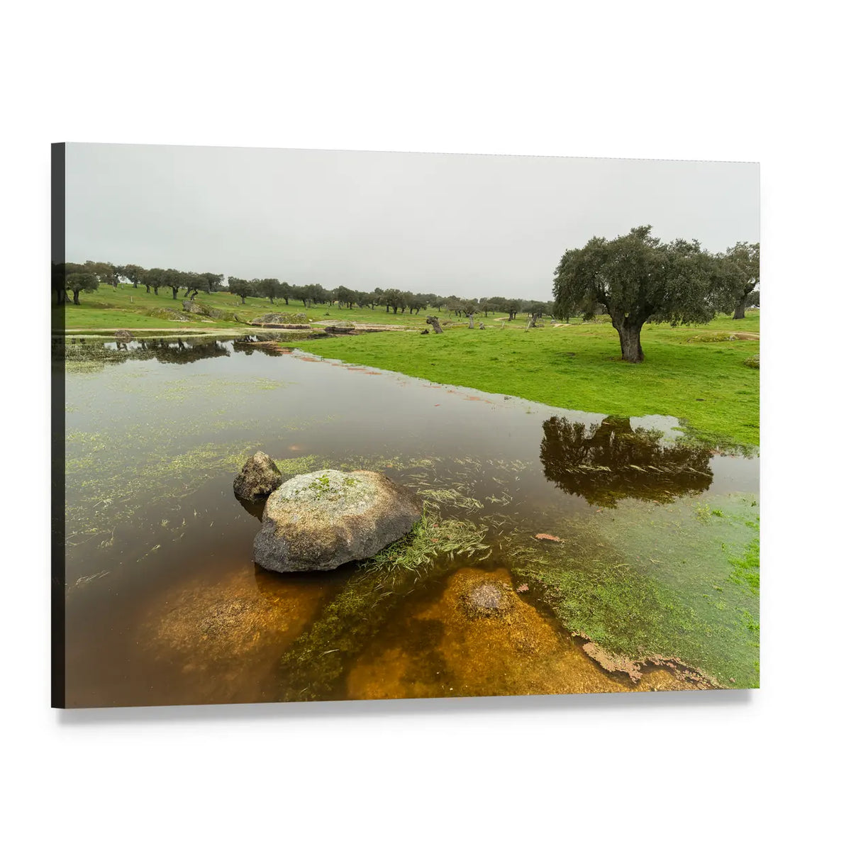 Calm Pond with Tree and Rocks Canvas Wall Art, single panel gallery wrapped canvas, angled product view