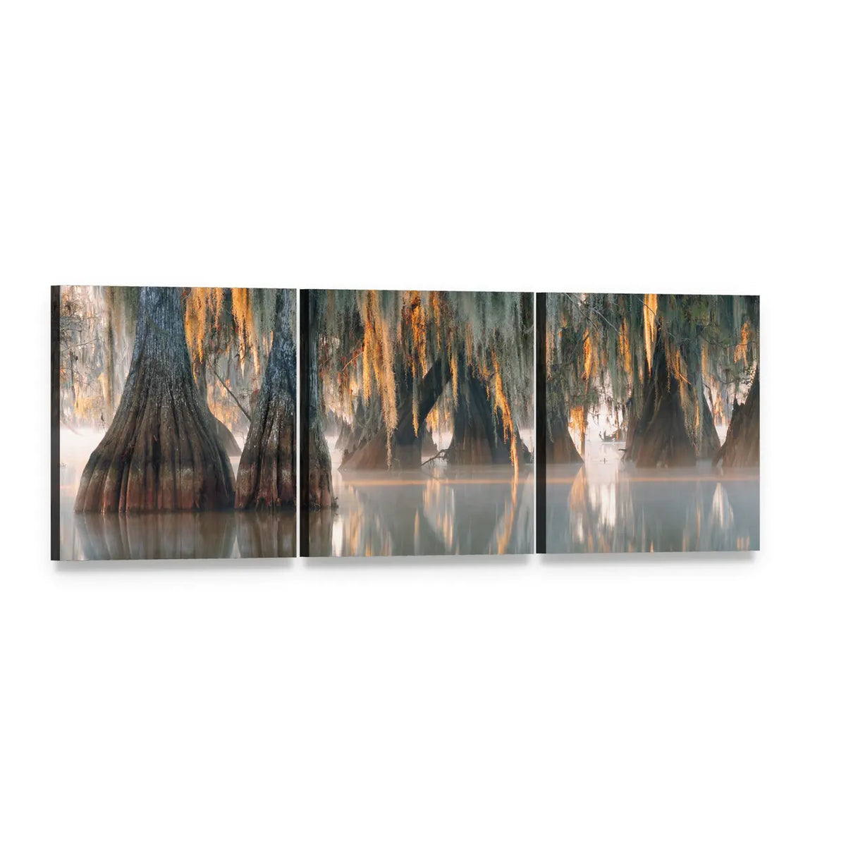 Bald Cypress Trees in Misty Swamp Panoramic Canvas Wall Art, 3 panel 3 Piece layout gallery wrapped canvas set, angled product view