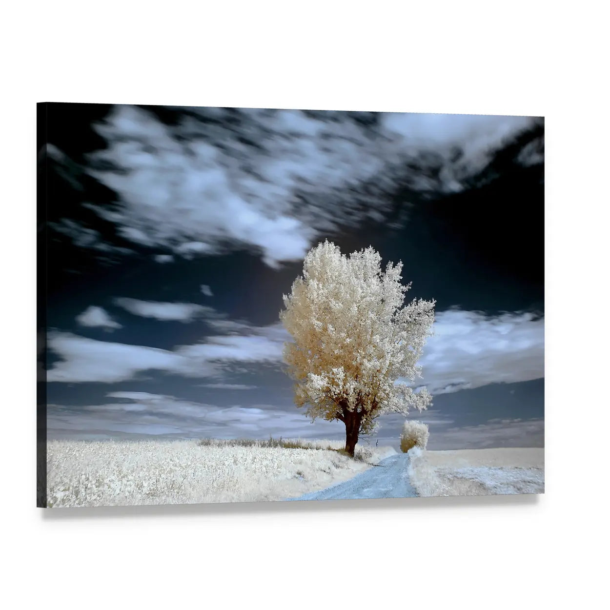 Alone Tree In Winter Canvas Wall Art, single panel gallery wrapped canvas, angled product view