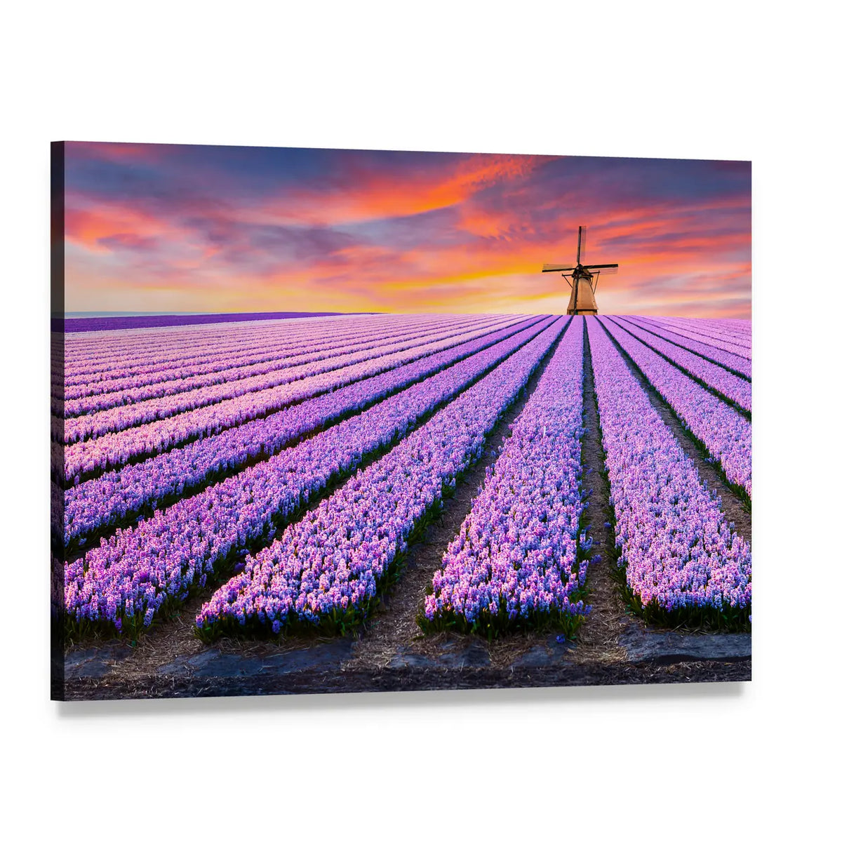 Spring Scene On The Flowers Farm In Netherlands Canvas Wall Art, single panel gallery wrapped canvas, angled product view