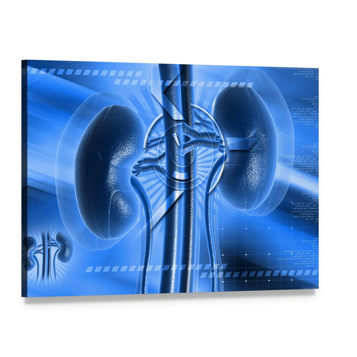 Anatomical Illustration of Human Kidneys Canvas Wall Art, single panel gallery wrapped canvas, angled product view