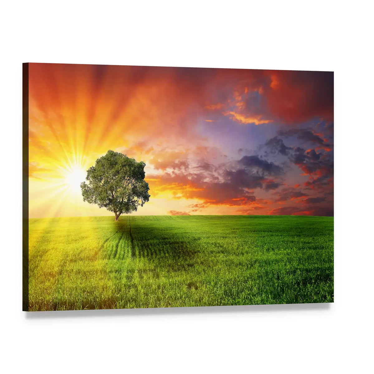Lone Tree on Green Meadow Canvas Wall Art, single panel gallery wrapped canvas, angled product view