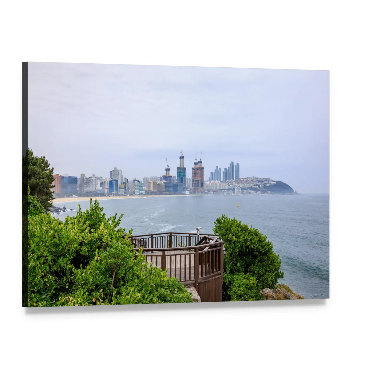 Island of Camellias in Busan Canvas Wall Art, single panel gallery wrapped canvas, angled product view