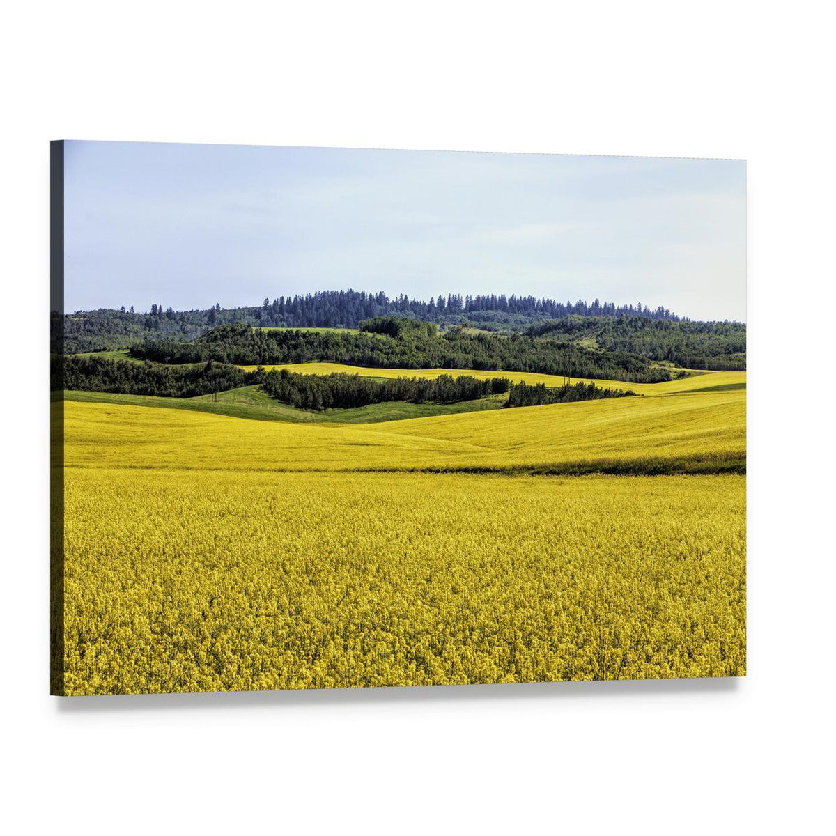 Yellow Mustard Fields Canvas Wall Art, single panel gallery wrapped canvas, angled product view
