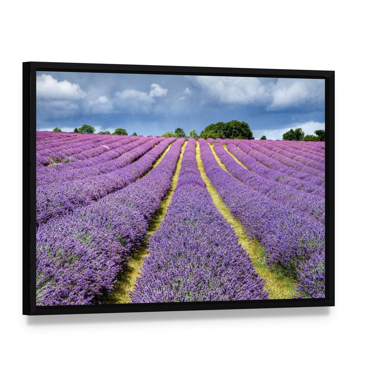 Lavender Field Canvas Wall Art, framed canvas in a black floater frame, angled product view