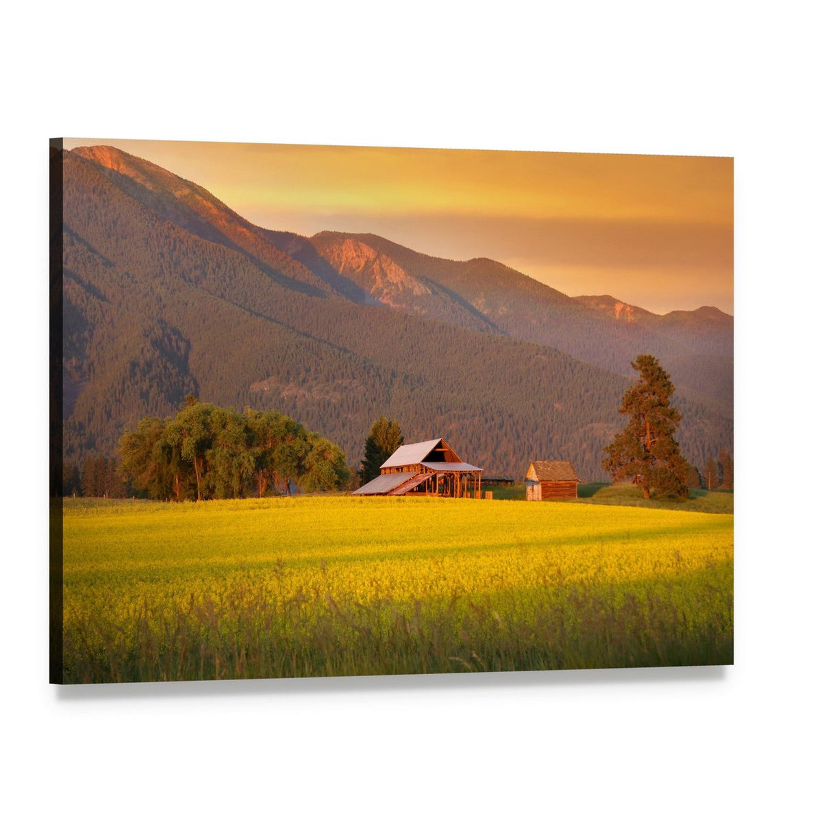 Rapeseed Field and Red-roof Barn in Evening Sun Canvas Wall Art, single panel gallery wrapped canvas, angled product view