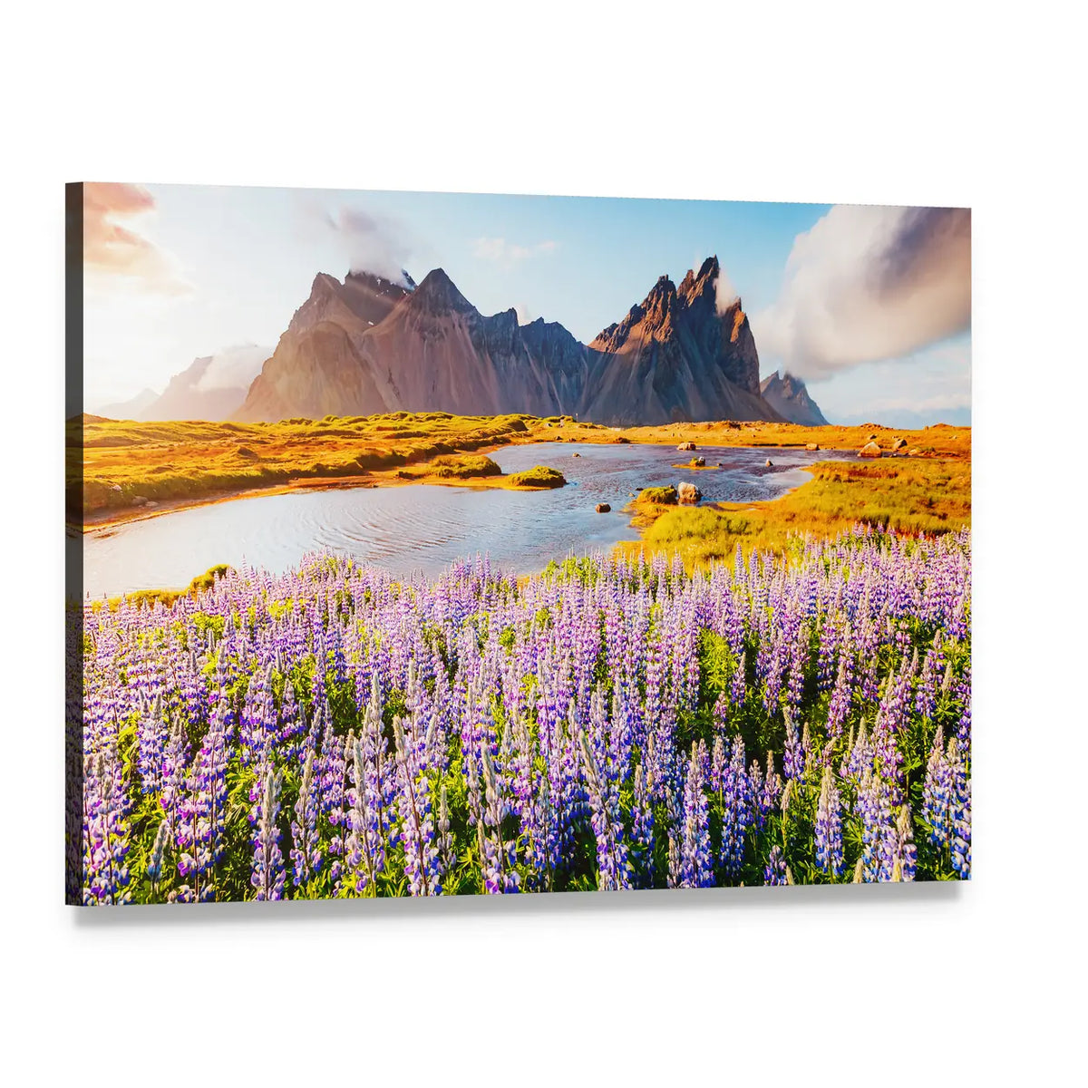 Lupine Field at Vestrahorn Canvas Wall Art, single panel gallery wrapped canvas, angled product view