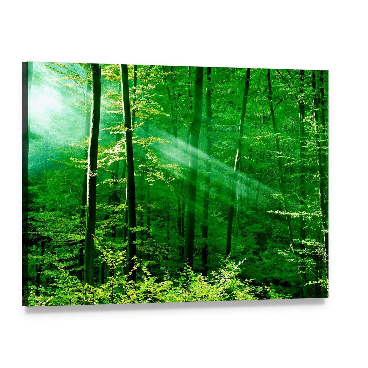 Sunlight Through Forest Trees Canvas Wall Art, single panel gallery wrapped canvas, angled product view