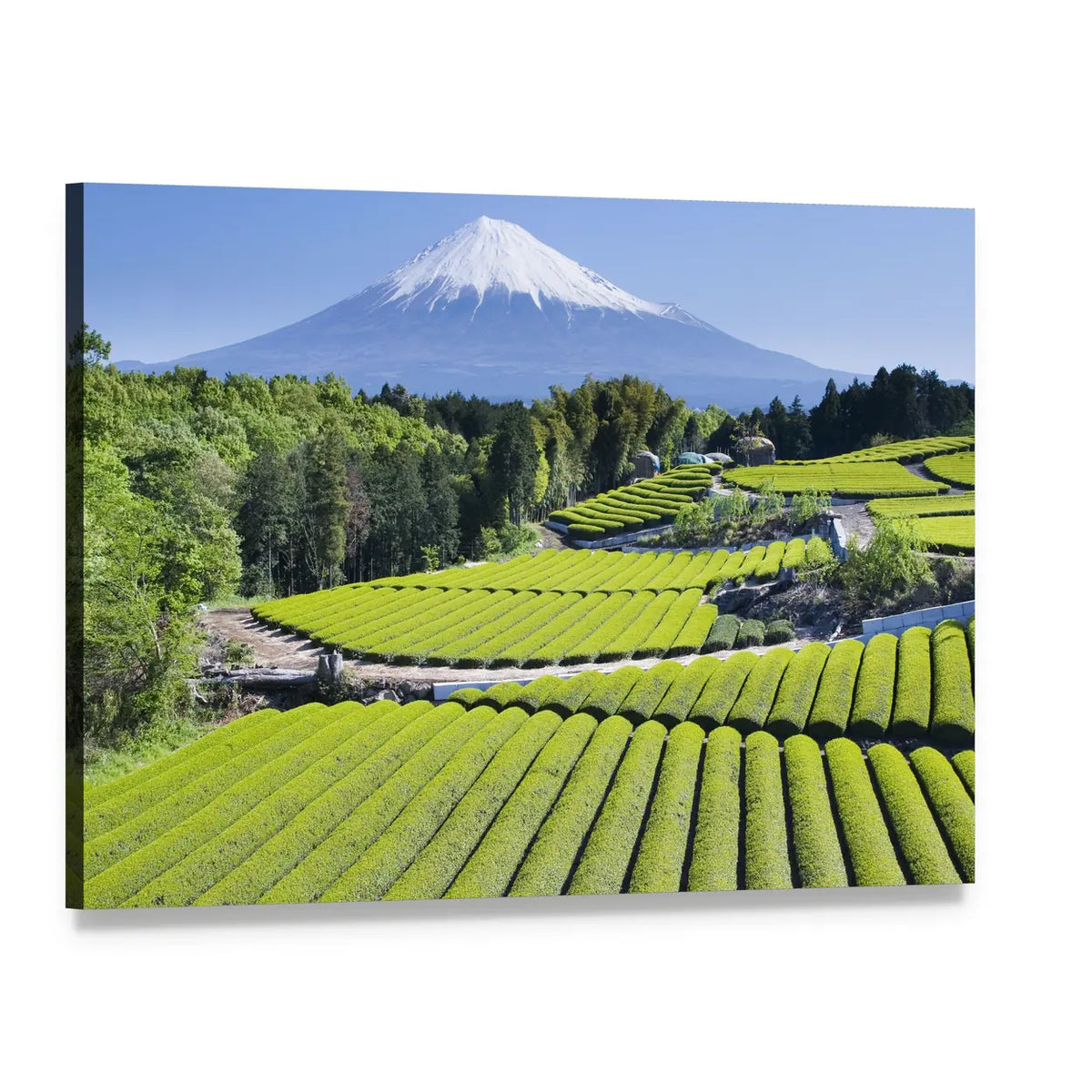 Mount Fuji Over Green Tea Rows Canvas Wall Art, single panel gallery wrapped canvas, angled product view