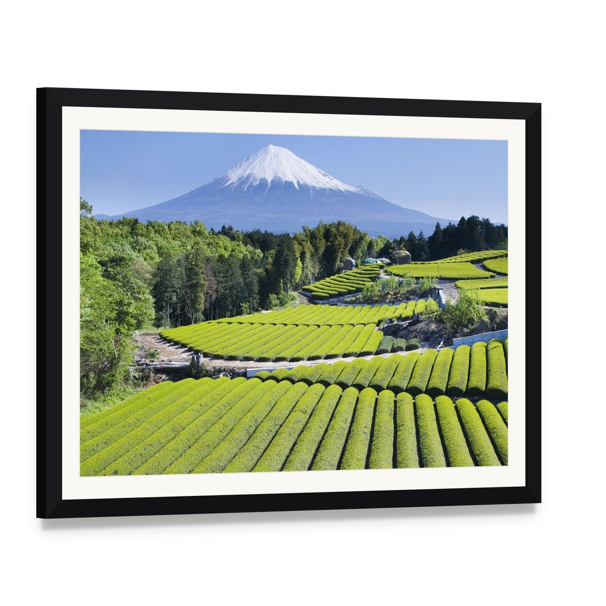 Mount Fuji Over Green Tea Fields Canvas Wall Art, framed print with white mat and black frame, angled product view