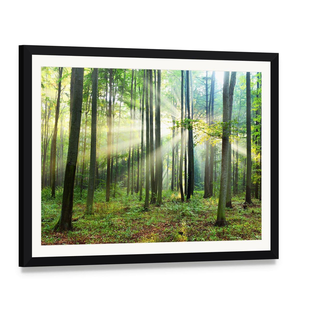 Morning Sunbeams in Forest Canvas Wall Art, framed print with white mat and black frame, angled product view