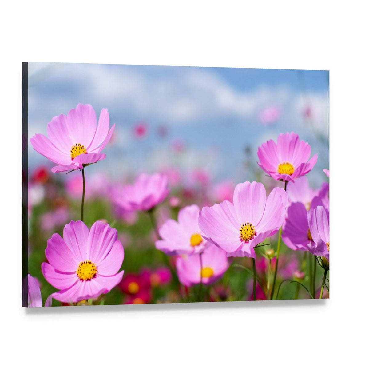 Pink Cosmos Field and Sky Canvas Wall Art, single panel gallery wrapped canvas, angled product view