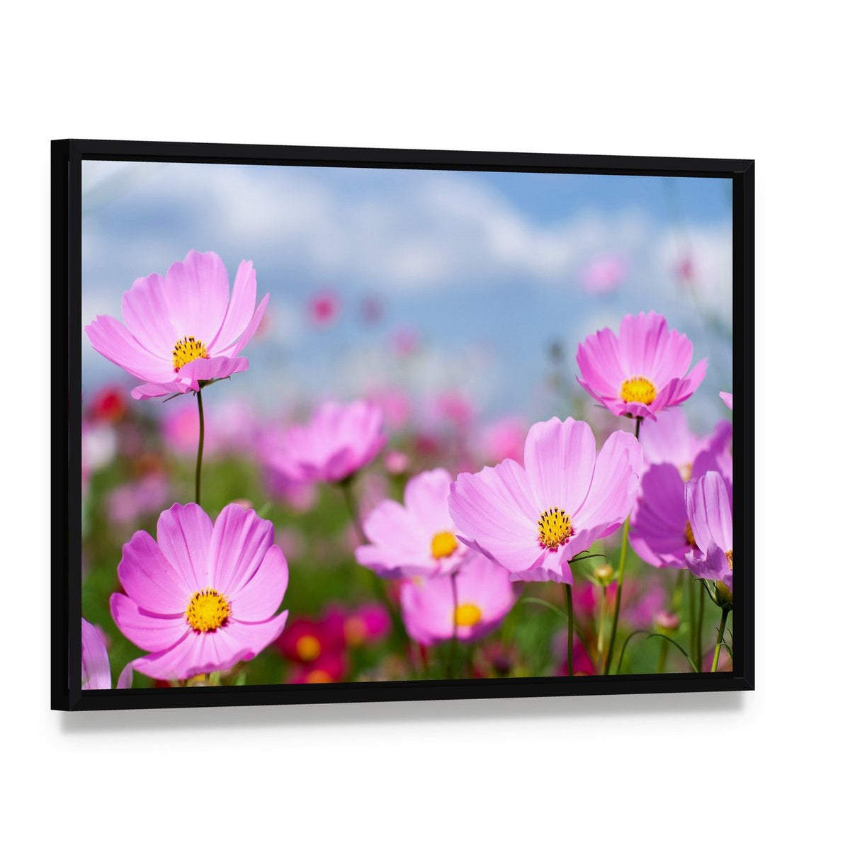 Pink Cosmos Field and Sky Canvas Wall Art, framed canvas in a black floater frame, angled product view