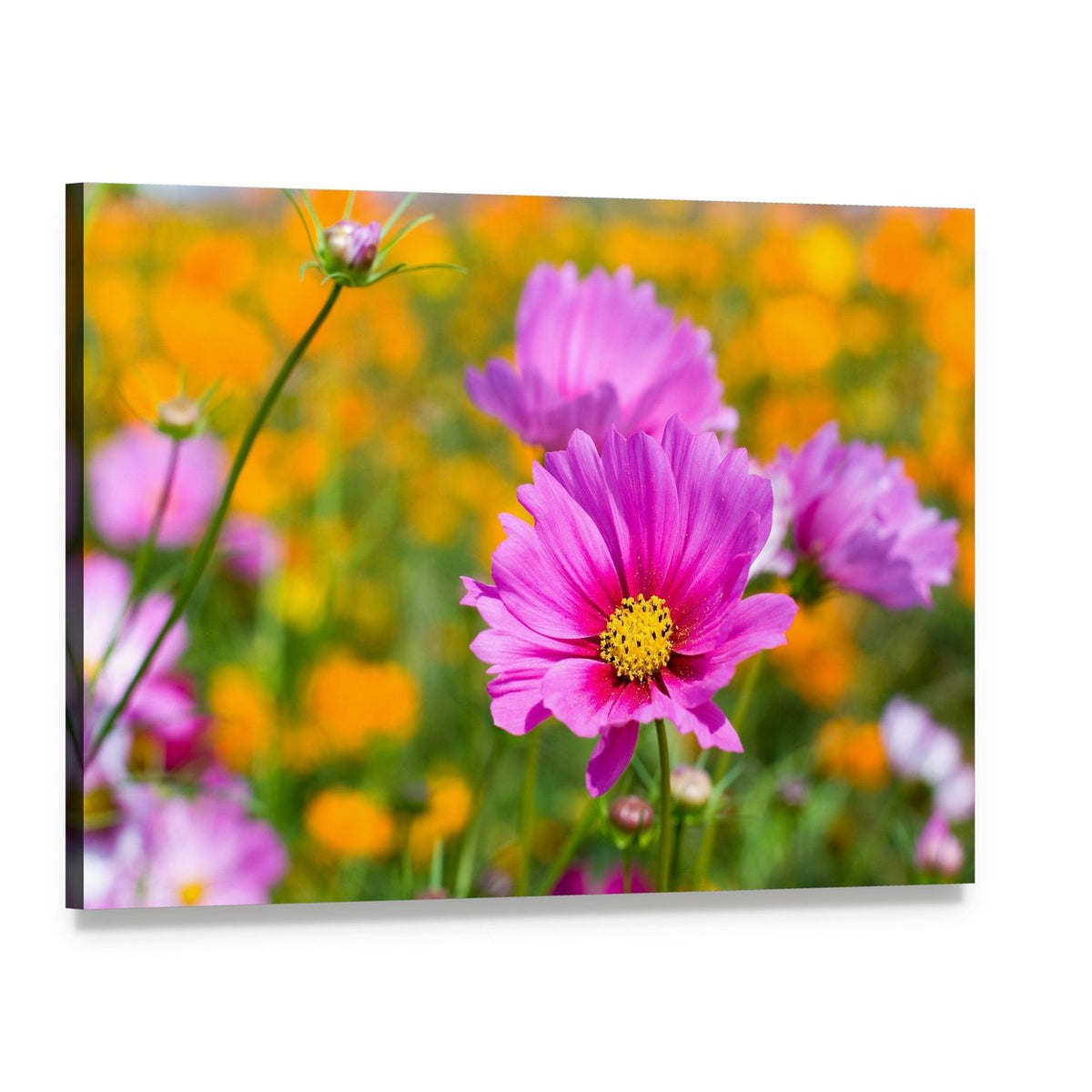 Pink Cosmos in the Flower Fields Canvas Wall Art, single panel gallery wrapped canvas, angled product view