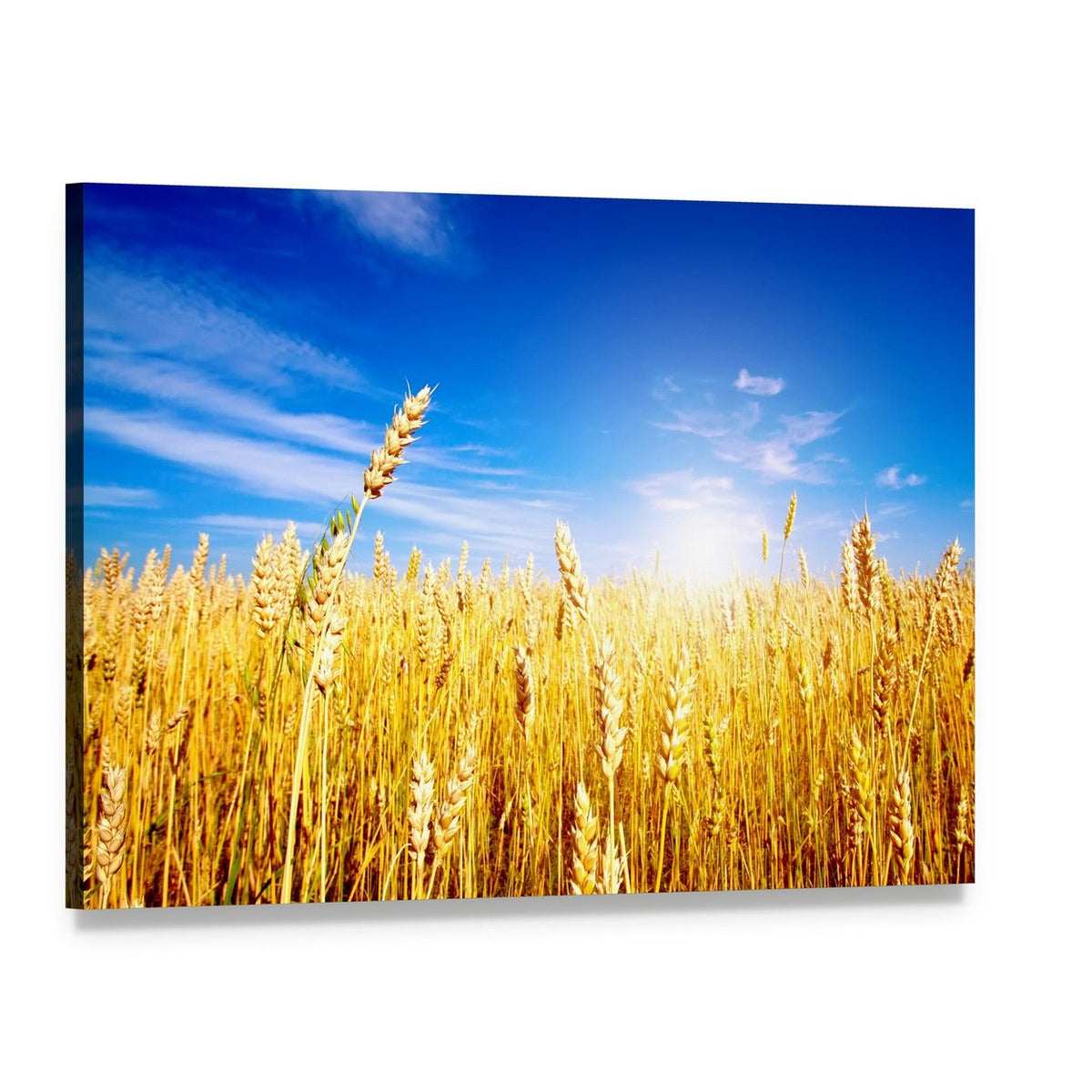 Golden Wheat Field Canvas Wall Art, single panel gallery wrapped canvas, angled product view
