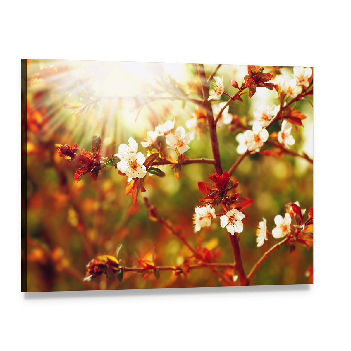 Almond Tree Blossom in Spring Canvas Wall Art, single panel gallery wrapped canvas, angled product view
