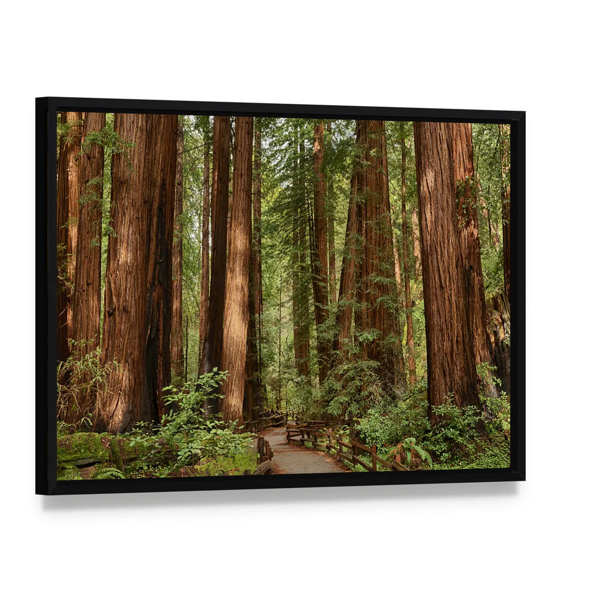 Muir Woods National Monument In California Canvas Wall Art, framed canvas in a black floater frame, angled product view