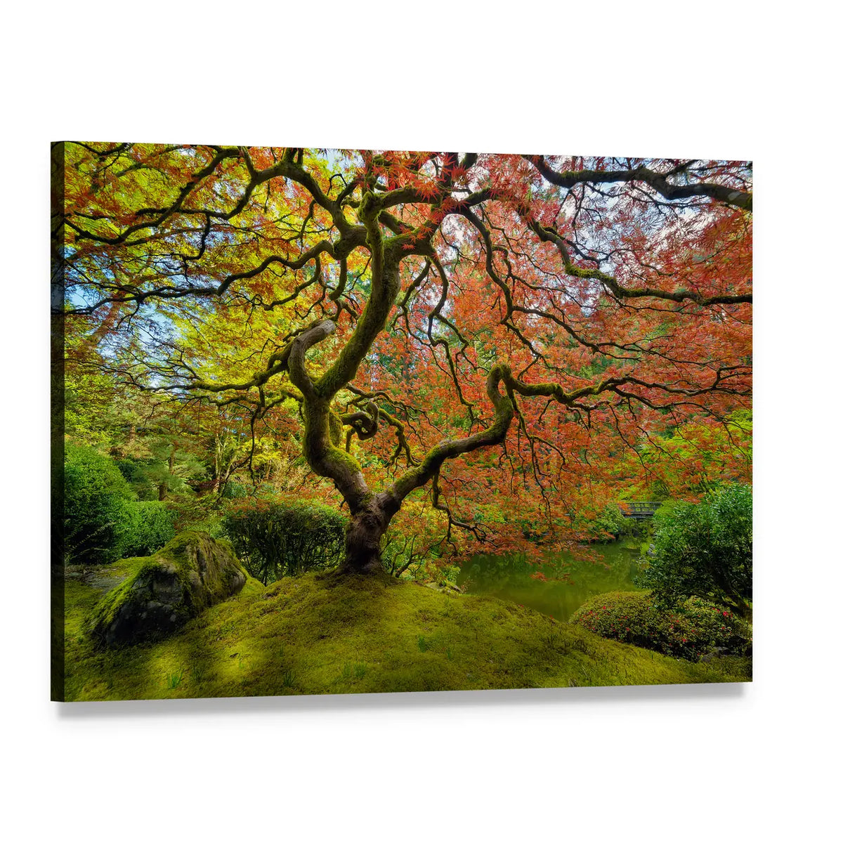 Gnarled Japanese Maple Tree in Portland Canvas Wall Art, single panel gallery wrapped canvas, angled product view