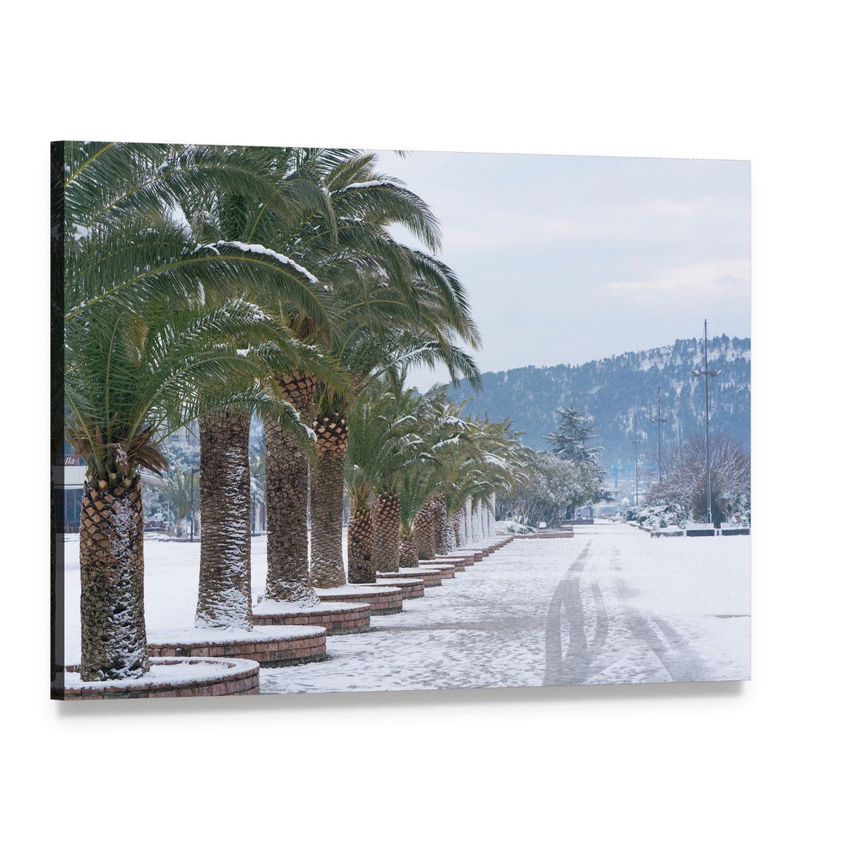 Snow-covered Palm Trees Canvas Wall Art, single panel gallery wrapped canvas, angled product view