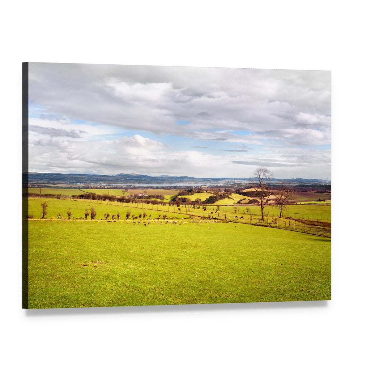 Scottish Countryside with Grazing Sheep Canvas Wall Art, single panel gallery wrapped canvas, angled product view
