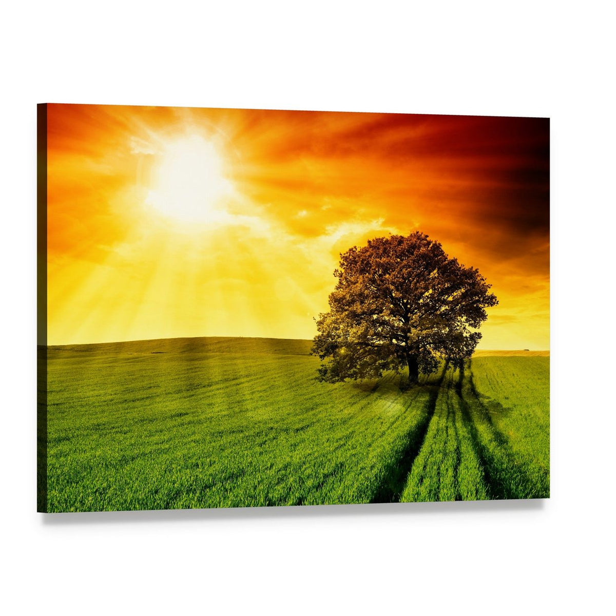 Tree in Field at Sunset Canvas Wall Art, single panel gallery wrapped canvas, angled product view