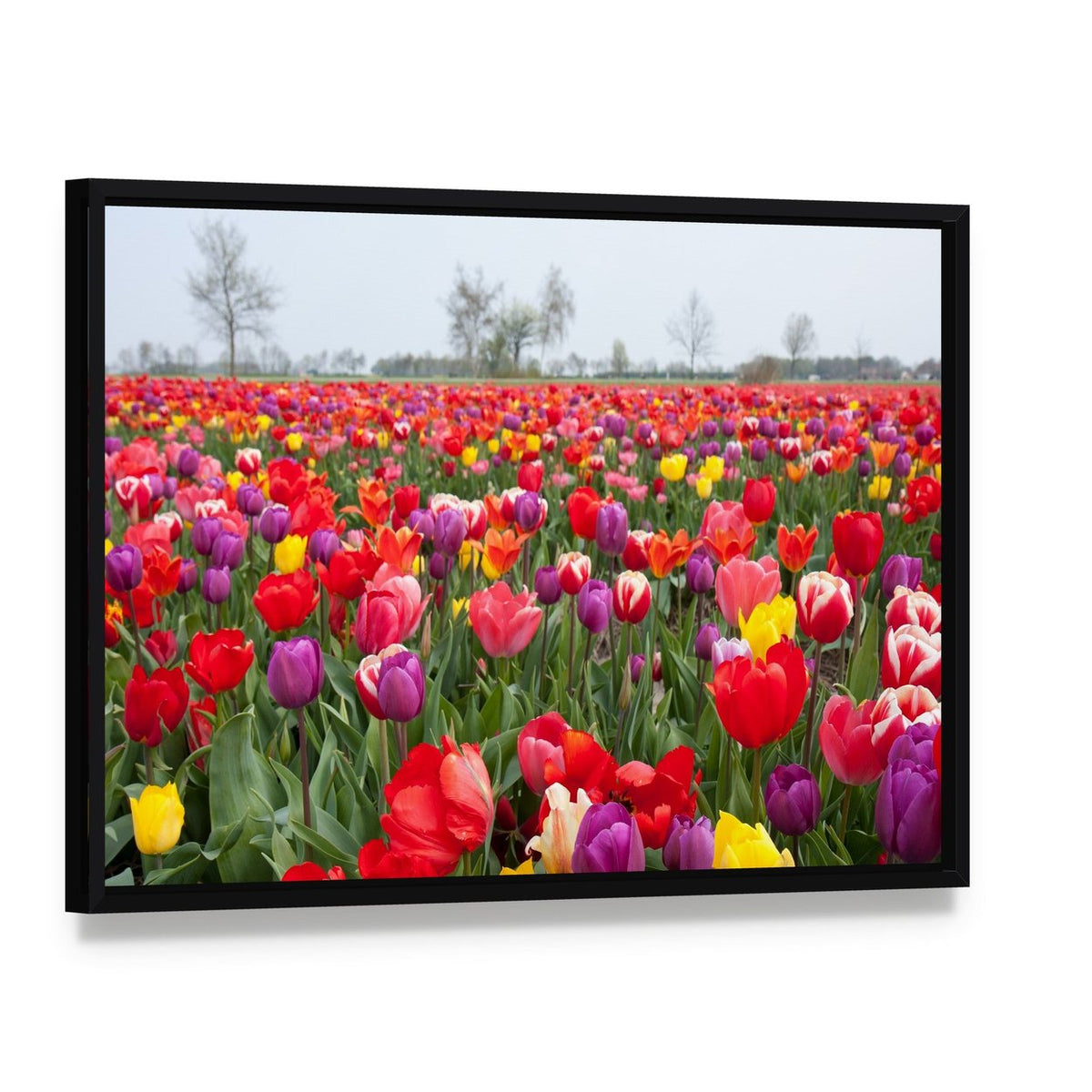 Coloured Tulips Canvas Wall Art, framed canvas in a black floater frame, angled product view