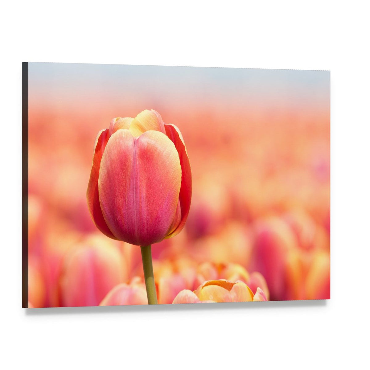 Pink Tulip Close-up Canvas Wall Art, single panel gallery wrapped canvas, angled product view