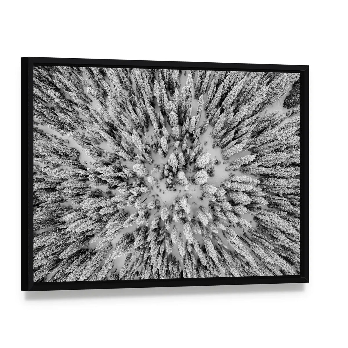 Snow Covered Evergreen Forests In The Colorado Rocky Mountains Canvas Wall Art, framed canvas in a black floater frame, angled product view