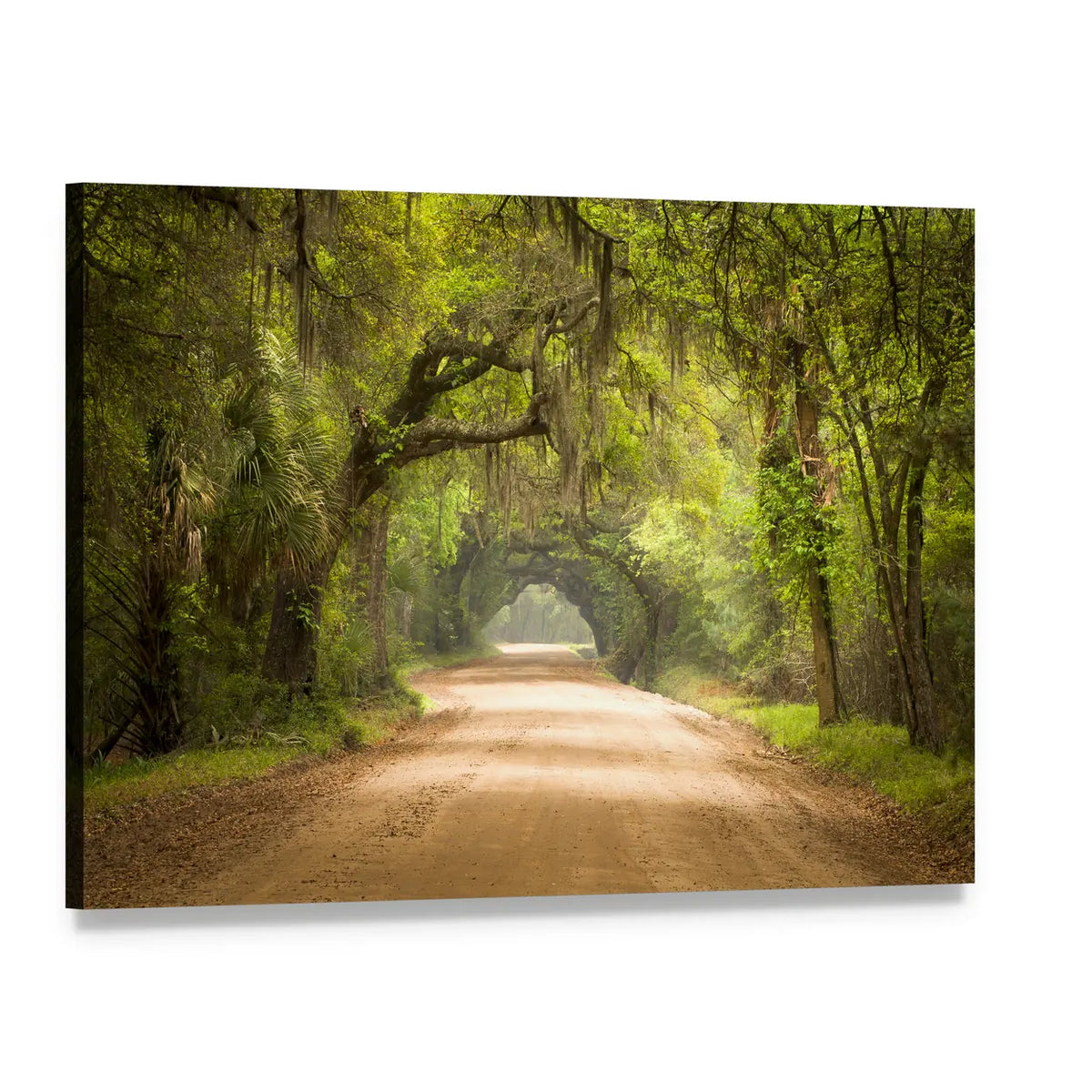 Edisto Island Spanish Moss Forest Canvas Wall Art, single panel gallery wrapped canvas, angled product view