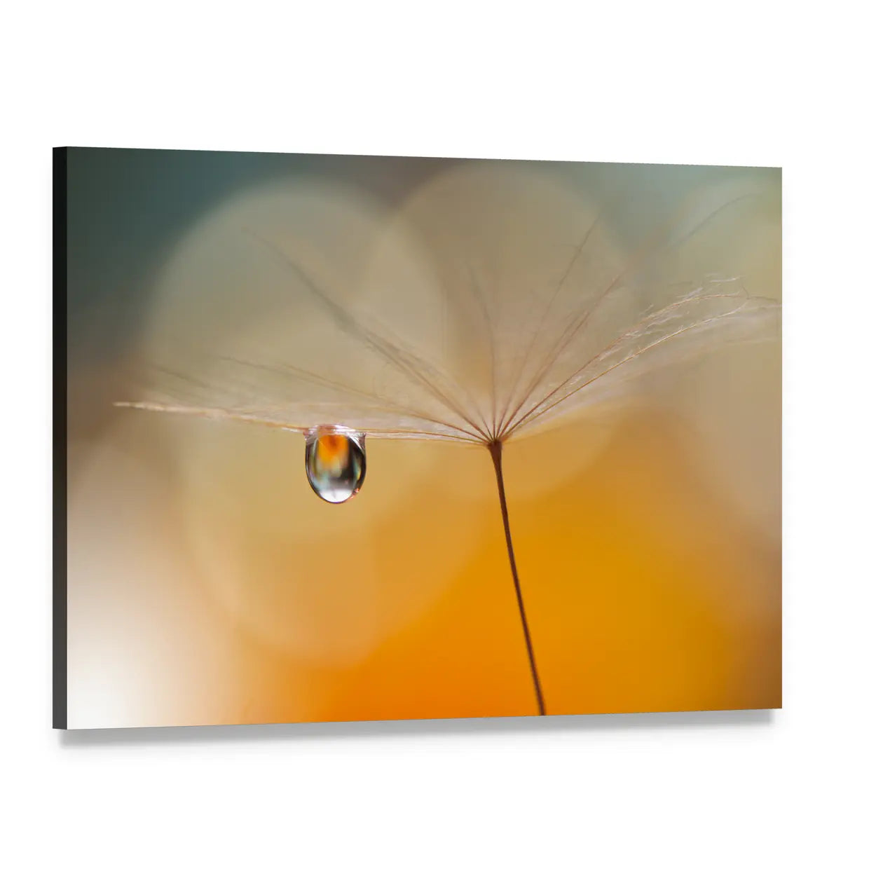 Dandelion Seed with Water Droplet Canvas Wall Art, single panel gallery wrapped canvas, angled product view