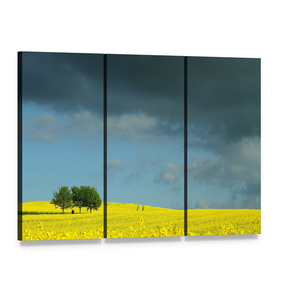 Summer Canola Field in Denmark Canvas Wall Art, 3 panel 3 Horizontal layout gallery wrapped canvas set, angled product view