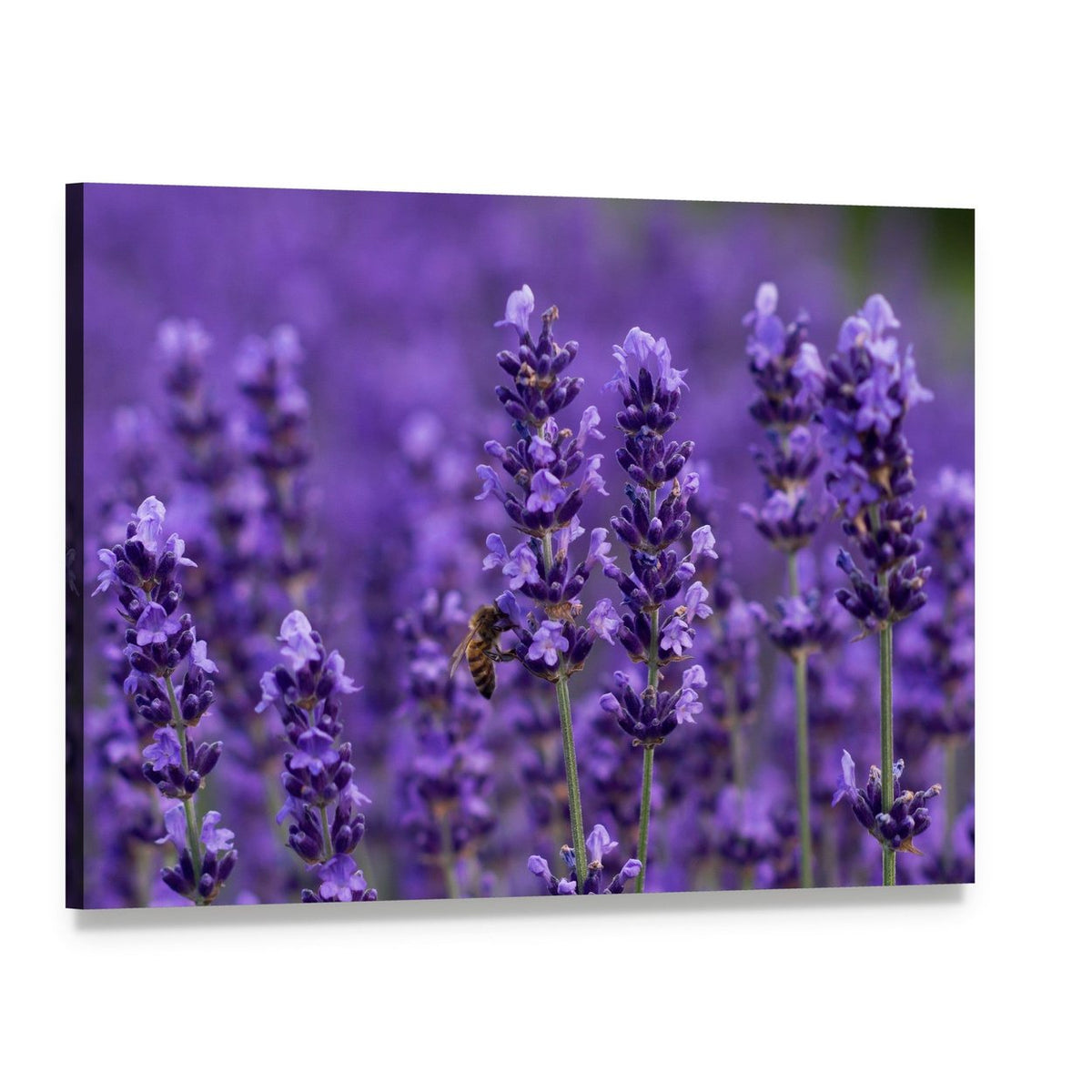 Honey Bee on Lavender Flowers Canvas Wall Art, single panel gallery wrapped canvas, angled product view