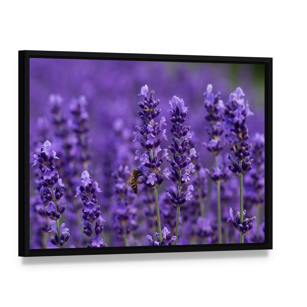 Honey Bee on Lavender Flowers Canvas Wall Art, framed canvas in a black floater frame, angled product view