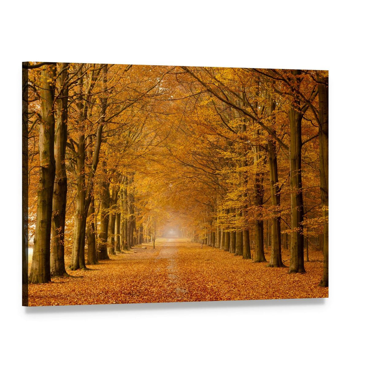 Trees Alongside Road in Autumn Canvas Wall Art, single panel gallery wrapped canvas, angled product view