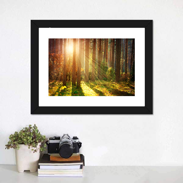 Misty Old Forest Autumn Canvas Wall Art-5 Horizontal-Gallery Wrap-22" x 12"-Tiaracle
