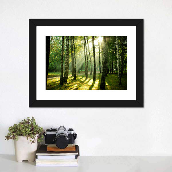 Autumn Morning in a Birch Forest Canvas Wall Art