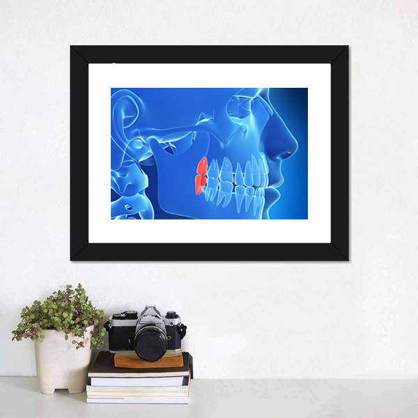 Human Teeth Anatomy Illustration Canvas Wall Art