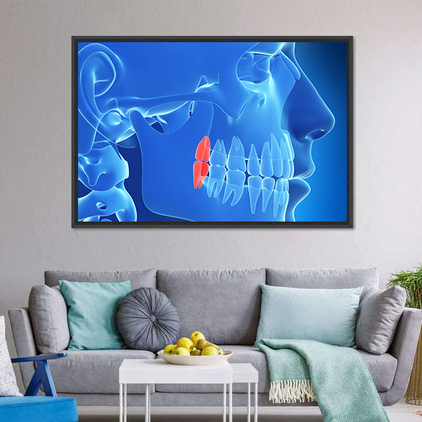 Human Teeth Anatomy Illustration Canvas Wall Art
