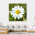 White Marguerite Flower Canvas Wall Art-4 Square-Gallery Wrap-17" x 17"-Tiaracle