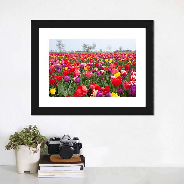 Coloured Tulips Canvas Wall Art-3 Horizontal-Gallery Wrap-25" x 16"-Tiaracle