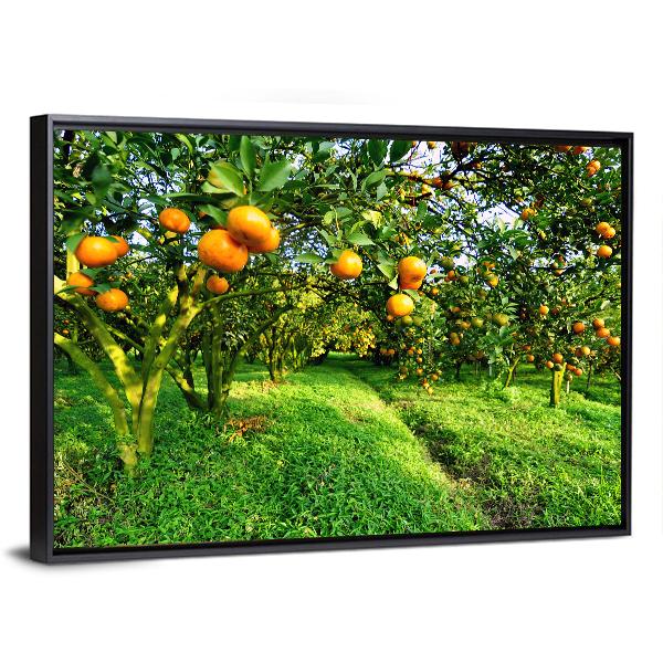 Orange Tree Canvas Wall Art-1 Piece-Floating Frame-24" x 16"-Tiaracle