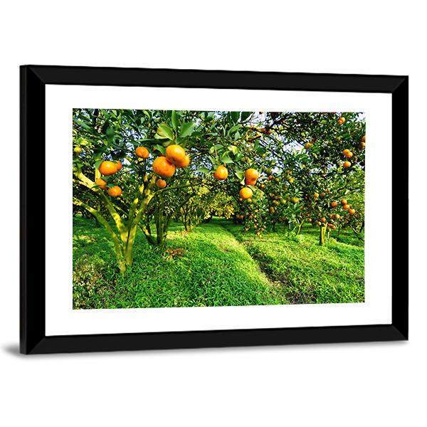Orange Tree Canvas Wall Art-1 Piece-Framed Print-36" x 24"-Tiaracle
