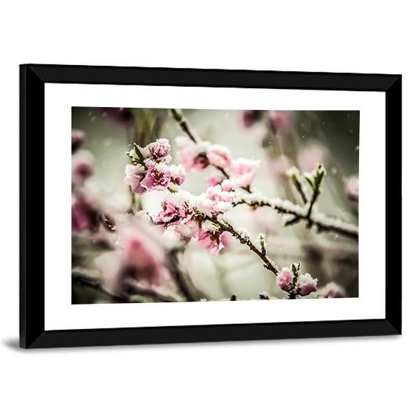 Peach Blossom Covered In Snow Canvas Wall Art-5 Horizontal-Gallery Wrap-22" x 12"-Tiaracle