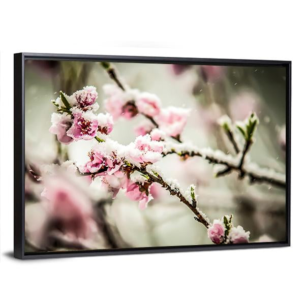 Peach Blossom Covered In Snow Canvas Wall Art-5 Horizontal-Gallery Wrap-22" x 12"-Tiaracle