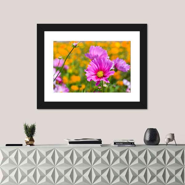 Pink Cosmos In The Flower Fields Canvas Wall Art-1 Piece-Framed Print-20" x 16"-Tiaracle