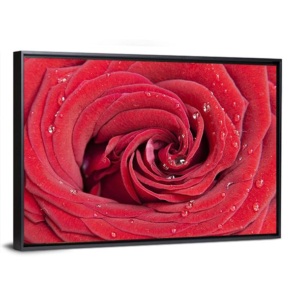 Red Rose Close Up Canvas Wall Art-3 Horizontal-Gallery Wrap-25" x 16"-Tiaracle