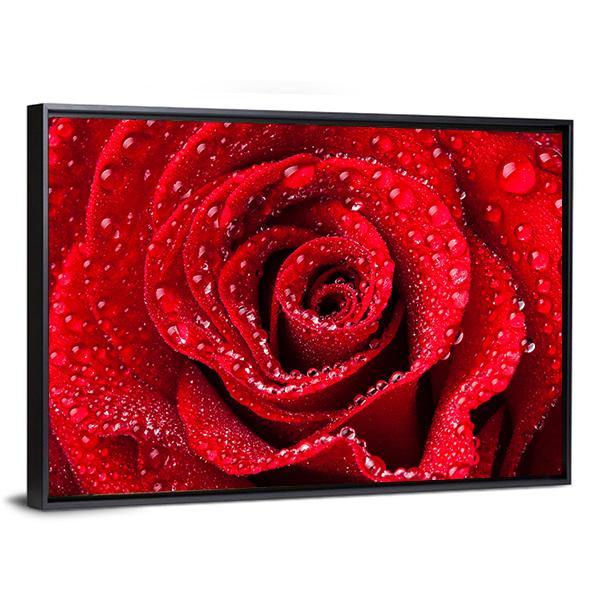 Red Rose With Dew Drops Canvas Wall Art-3 Horizontal-Gallery Wrap-25" x 16"-Tiaracle